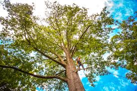 Tree and Shrub Care in Basehor, KS