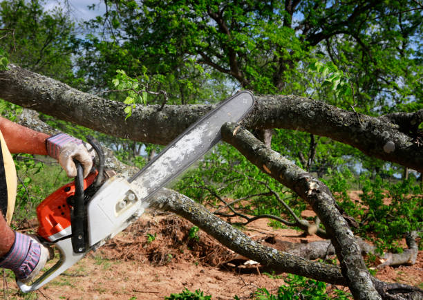 Best Lawn Maintenance Plans  in Basehor, KS